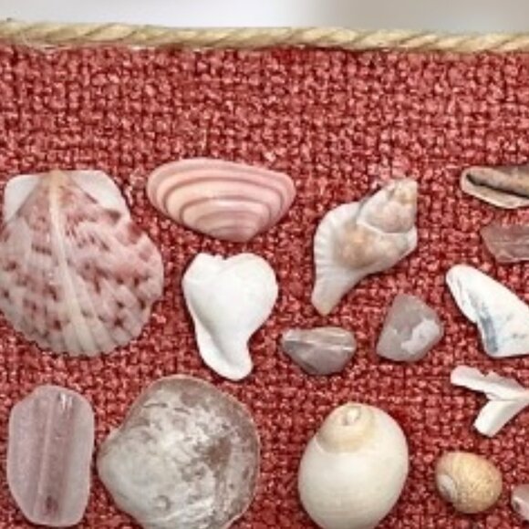 Pretty Pink Shell Display - Picture 1 of 6